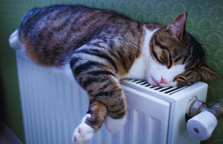 gatto sul termosifone
