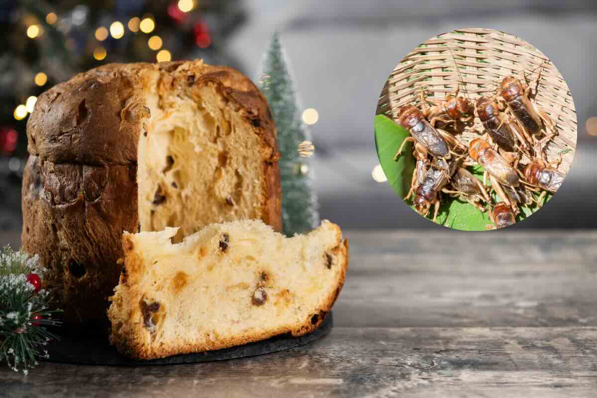 panettone e grilli