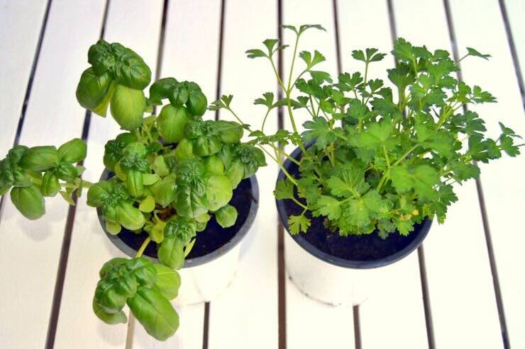 Vasetti con prezzemolo e basilico