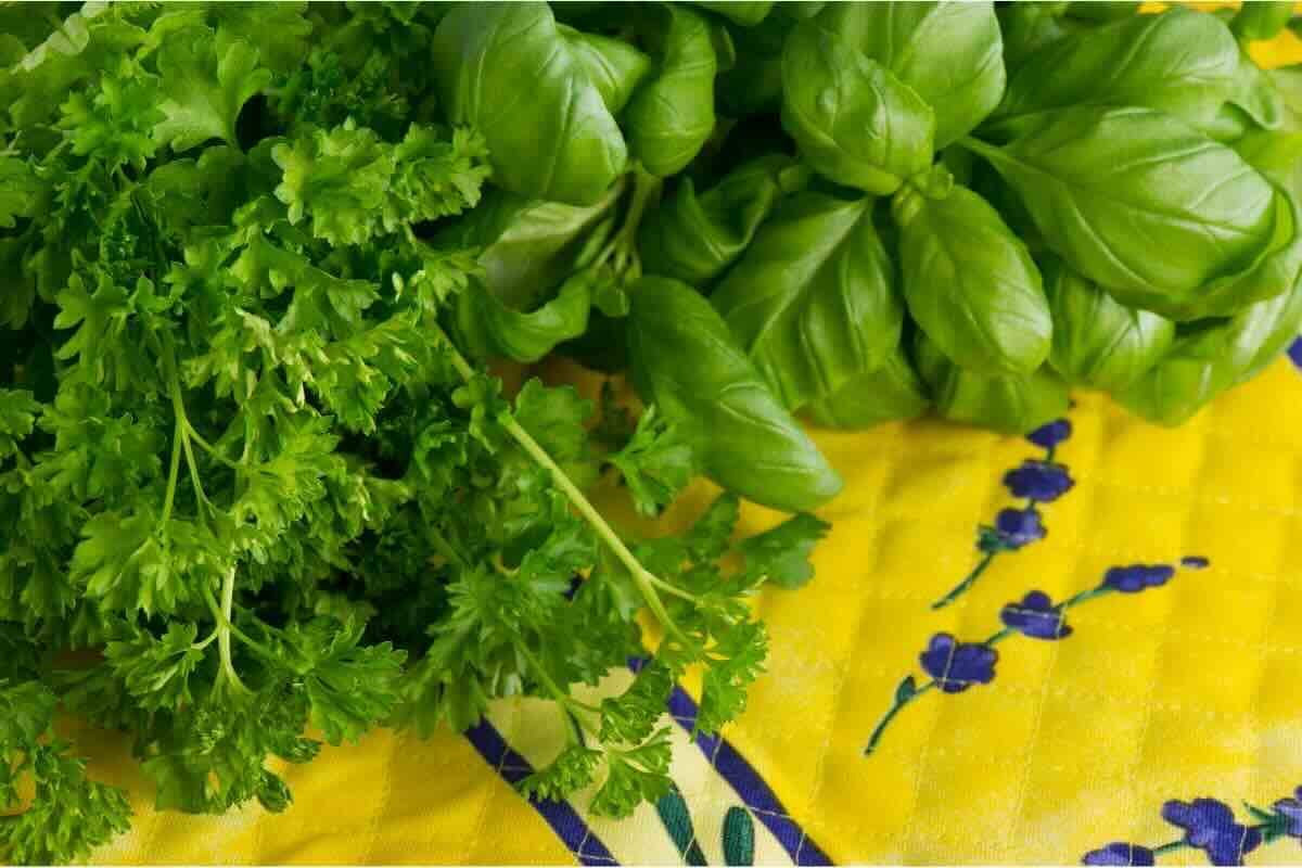 Prezzemolo e basilico in foglie su superficie gialla